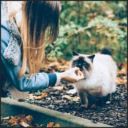 猫のブリーダーになる際の注意点