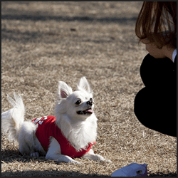 ブリーダー資格取得にかかる費用相場とコスパ