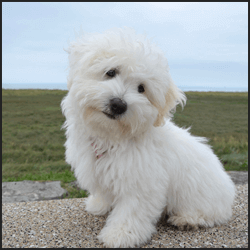 納品までの平均期間とコスト