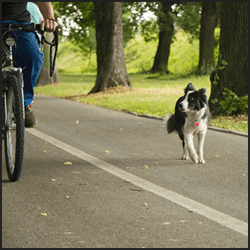 ブリーダーの具体的な仕事内容