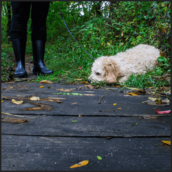 ブリーダーになって稼げる金額相場
