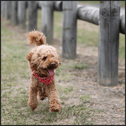 有名で人気な犬の血統品種