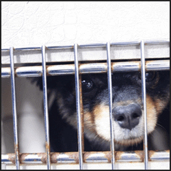 保健所で対応してくれることとは