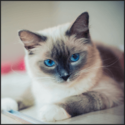 ペット飼育の新しい変化と現状