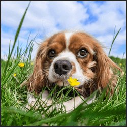 ペットブームには乗らないほうがいい？