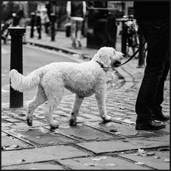 ブリーダーの品種改良手法