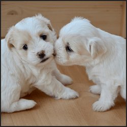 買い手を見つけるためのコツと工夫