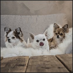 頭数管理と品種品質維持のポイント