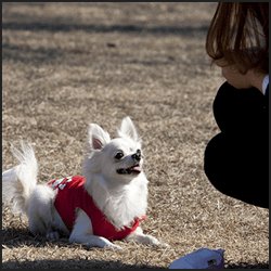 ブリーダー資格取得にかかる費用相場とコスパ