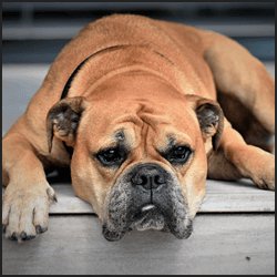 動物愛護法とブリーダーの闇