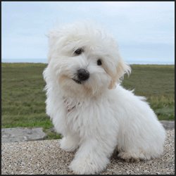 納品までの平均期間とコスト