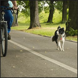 ブリーダーの具体的な仕事内容