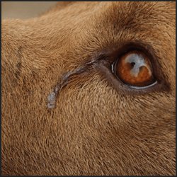 問題になっている個体処分とは