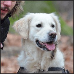 犬のブリーダーになるには