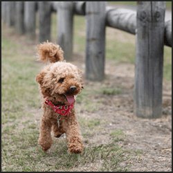 有名で人気な犬の血統品種