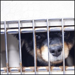 保健所で対応してくれることとは