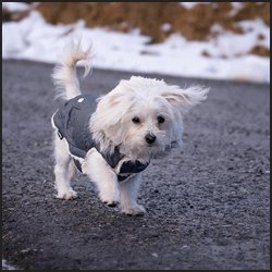 健全なブリーダーとして仕事するには