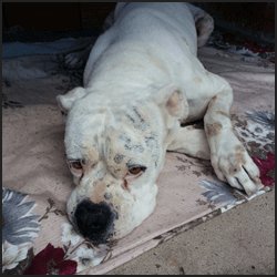 成長後に現れる遺伝病まとめ