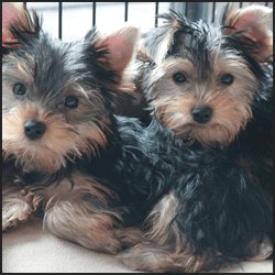 やってはいけない近親交配