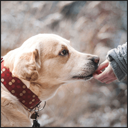 ブリーダーの仕事で稼げる金額相場