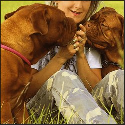 大型犬のブリーダーになる際の注意点