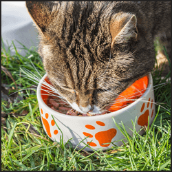 ブリーダーとして成功する方法