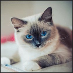 ペット飼育の新しい変化と現状