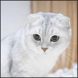 知名度が高く飼育されやすい猫の血統・品種